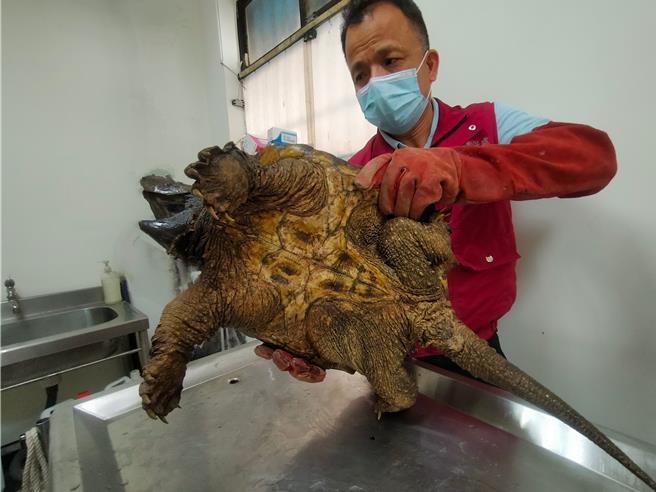 三芝動物之家站長謝弘斌為鱷龜健康檢查。（新北市動保處提供）