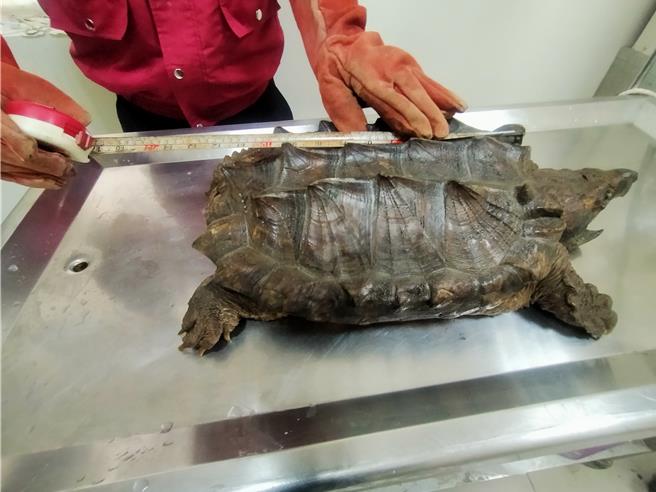 三芝動物之家丈量鱷龜身長達60公分、體重30公斤。（新北市動保處提供）