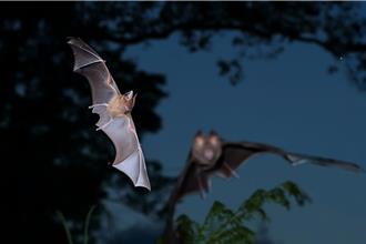 全台首座葉鼻蝠觀察農場 親子同樂體驗多樣活動