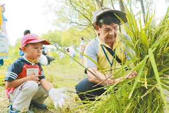 新北溼地割稻趣 7月9日免費報名