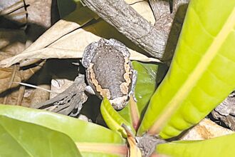 小琉球 亞洲錦蛙入侵 原生蛙類族群減