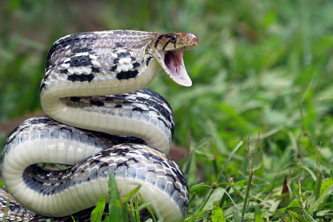 印度一名铁路工人日前被蛇咬伤，他竟反咬回去，相信可以让「毒液反弹」。（示意图：Shutterstock／达志）