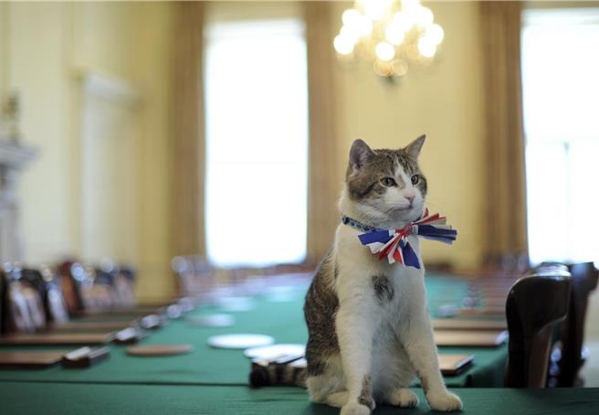 唐寧街10号官网介绍，赖瑞的「官方职责」包括欢迎客人、安全检查，以及测试古董家俱用来睡眠的品质。（路透社）