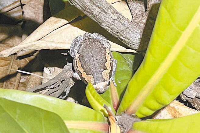 屏東縣野鳥學會與小琉球海岸生態協會合作，2個月移除527隻亞洲錦蛙。（屏東縣野鳥學會提供／羅琦文屏東傳真）