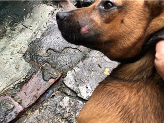 饲主必读！低敏食材选得对 宠物远离过敏性疾病