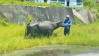 大漢溪牛群遷居台東 消暑吃嫩草