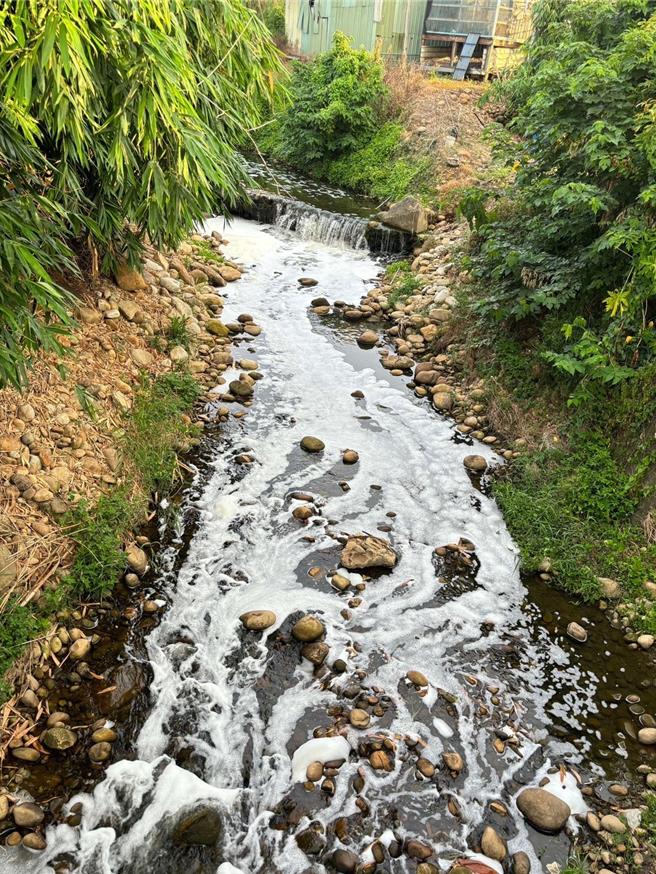 西湖溪整条河流，都有不明白色泡泡漂流。（陈光轩提供／李京升苗栗传真）