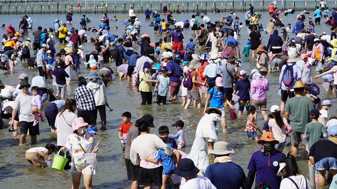 七股海鮮節連續2天都吸引3200人到六孔碼頭體驗挖文蛤。（寶智華攝）