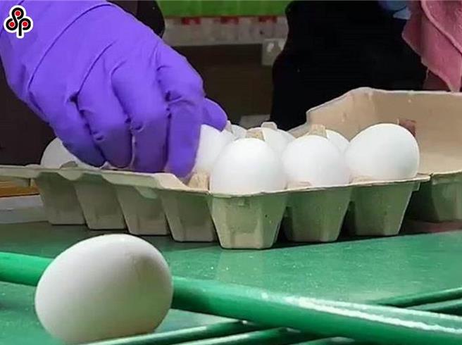 農業部長陳駿季今天指出，從登記狀況來看，目前所有蛋雞場都持觀望態度，代表蛋農希望雞場產出更多蛋，讓別的雞場淘汰老母雞。（本報資料照片）