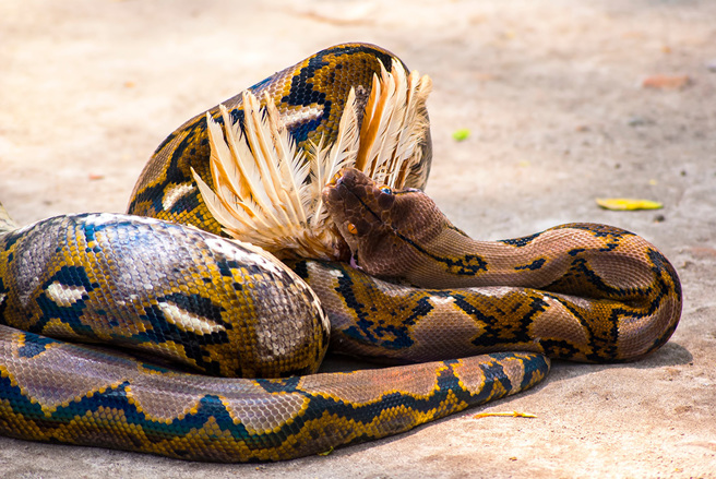 泰國一條巨蟒闖入雞舍生吞2隻雞，嚇得村民緊急通報救援隊捕蛇。(圖:shutterstock/達志)