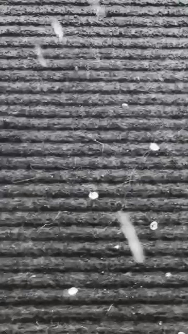 氣象署今日下午2時針對「高雄市、屏東縣」發布大雷雨即時訊息，結果屏東縣里港鄉真的下起冰雹。（戴小姐提供／羅琦文屏東傳真）