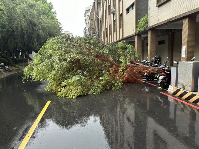 土城清水路上的路樹倒塌，導致旁邊機車些微受損。（翻攝畫面）