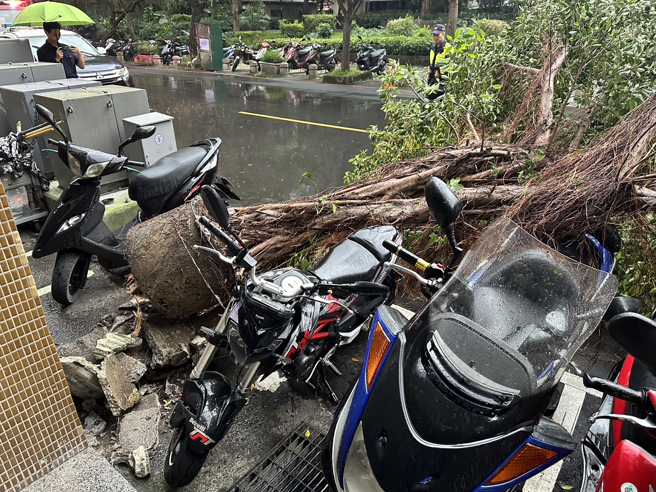 土城清水路上的路樹倒塌，導致旁邊機車些微受損。（翻攝畫面）