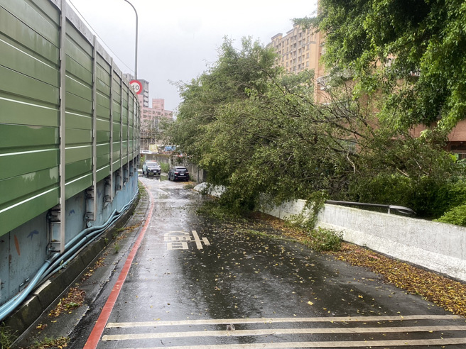 土城溪頭路上的路樹因為暴雨，傾倒阻礙交通。（翻攝畫面）