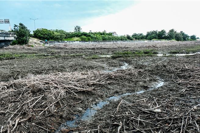 新竹縣政府工務處完成竹北市牛埔溪河道600公尺水筆仔疏伐作業，後續向海保署爭取經費辦理1.8公里的中長計畫。（羅浚濱攝）