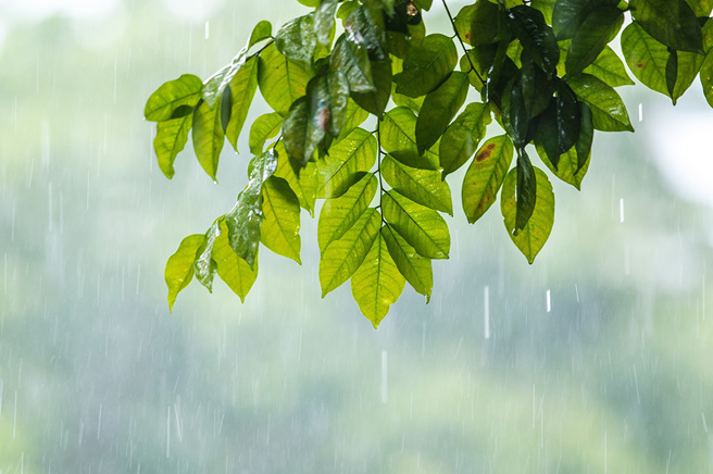 廈門大學一棵大樹突然下起暴雨，神奇的是四周卻陽光四射，對此專家解釋這些水滴並非雨水，而是群蟬撒尿導致。(圖:shutterstock/達志)