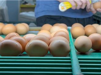 蛋價低迷、補助價太「淒慘」 蛋農：蛋價回復恐3年以後