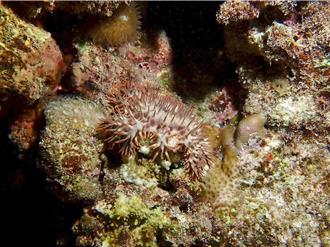 東沙海星大爆發影響珊瑚生態 專家籲救援海保署回應了