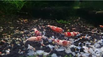 新北水生動物場定期檢測 動保處把關魚蝦疾病