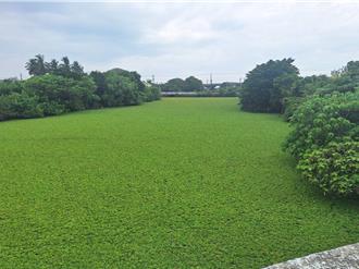 台南親水公園3.2公頃水芙蓉孳生蚊蟲 區長嘆無解：只能等颱風沖走