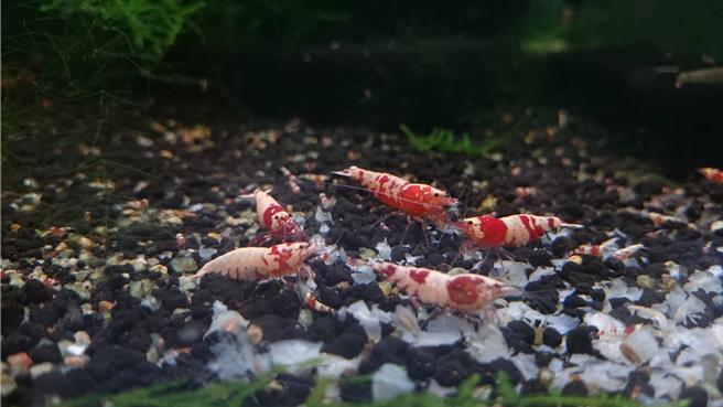 國內水晶蝦飼養業者出口水晶蝦至歐美國家，新北市動保處定期前往採樣檢測。（水晶蝦業者陳先生提供）