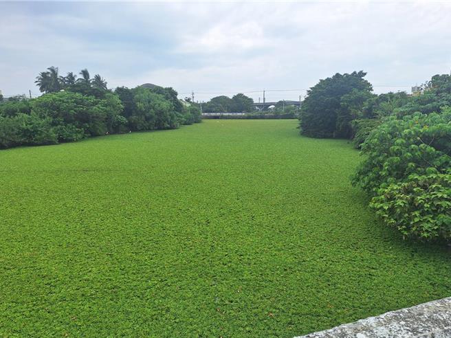 善化區東勢寮親水公園水域廣達3.2公頃，水面被水芙蓉占滿，宛如一片綠地。（本報資料照片）