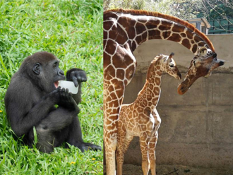 台北動物園限定「蔬果冰」消暑 長頸鹿散熱開關藏在皮膚裡