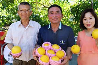 番路鄉「黃金果」熱銷海外 市場新寵搶鮮上市