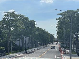 中大路改善工程保留150棵木棉樹 打造綠廊大道