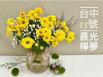 耐熱新品種 「晨光檸夢」助力國內夏季菊花市場
