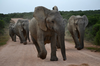 男游客不听劝 下车逼近象群拍照 未婚妻面前被活活踩死