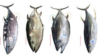 「三不像鮪魚」之謎破解 是純種太平洋黑鮪啦！