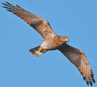 楓港溪風電環評「0過境猛禽」？他打臉：調查月份完全錯