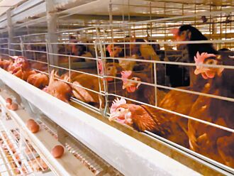 淘汰補助低 蛋農憂價格回升得3年