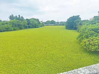 台南 水芙蓉入侵 親水公園等颱風解圍