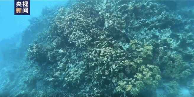 環境質量優！中國大陸今天發布黃岩島海域生態報告。（央視新聞）