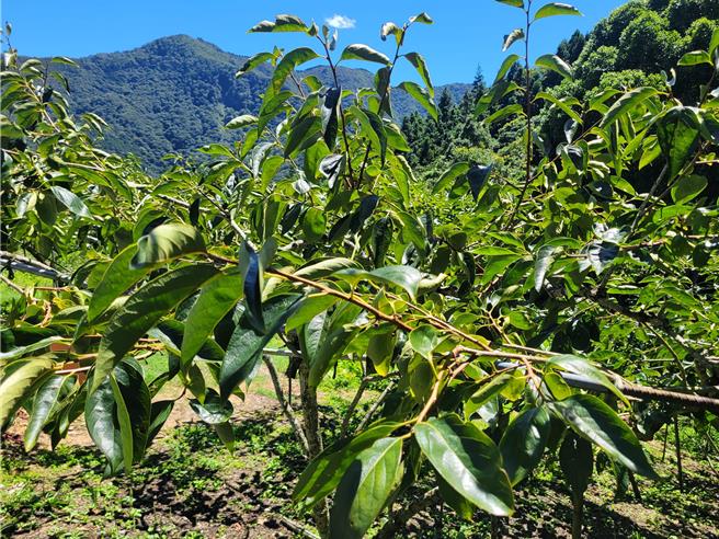 苗栗縣南庄鄉鹿場．鹿湖．鹿山部落甜柿因受6月梅雨影響落果，許多柿樹顆粒全無。（苗栗縣議員楊文昌提供／謝明俊栗傳真）