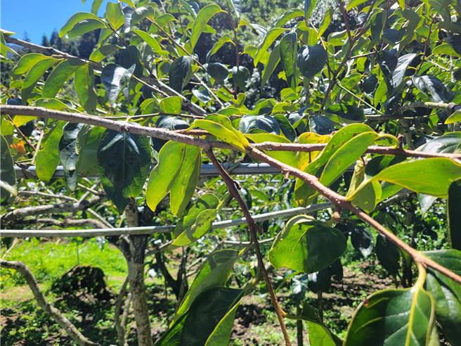 苗栗縣南庄鄉鹿場．鹿湖．鹿山部落甜柿因受6月梅雨影響落果，許多柿樹顆粒全無。（苗栗縣議員楊文昌提供／謝明俊栗傳真）
