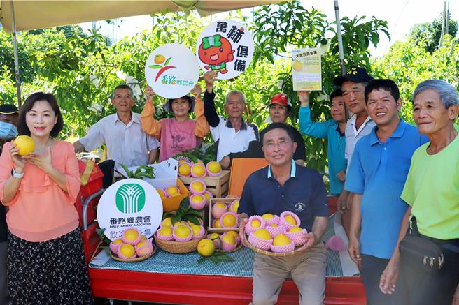 黃金果是嘉義縣番路鄉新興農產，近日首批黃金果陸續收成，番路鄉農會搶先跟消費者分享。（呂妍庭攝）