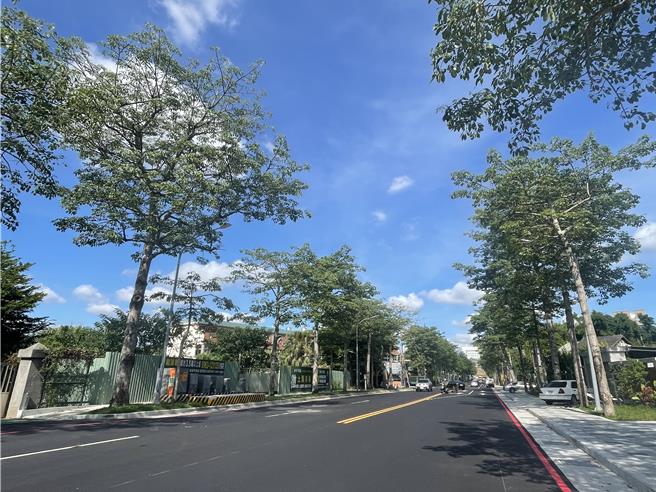 中央大學中大路人行環境與道路改善，保留木棉樹。（呂筱蟬攝）