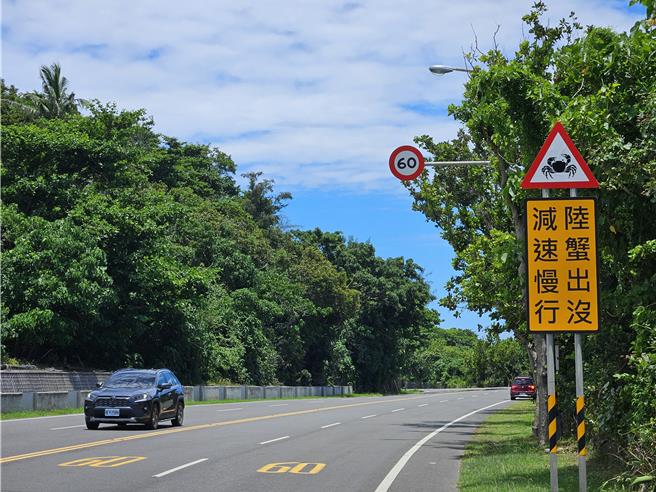 陸蟹媽媽橫越台26線到海岸釋幼，常遭路殺，墾管處提醒用路人行車小心。（羅琦文攝）