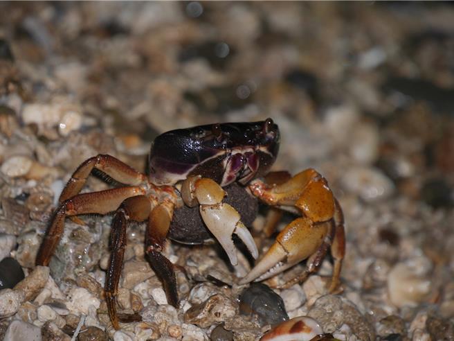 每年農曆6至10月是墾丁陸蟹繁殖高峰期，陸蟹媽媽在月圓夜晚往海岸奔走，完成釋幼使命。（墾管處提供／羅琦文屏東傳真）