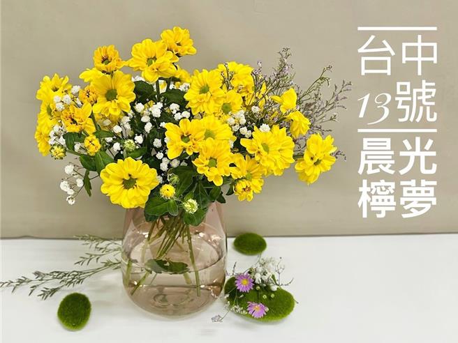 農業部台中區農業改良場歷時9年，育成耐熱菊花新品種「台中13號晨光檸夢」。（台中農改場提供／孫英哲彰化傳真）