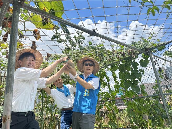 香川县善通寺市松川直人副市长（左一）与板桥区陈奇正区长（左三）10日于市民活动中心顶楼採摘开心农场种植的南瓜。（板桥区公所提供）