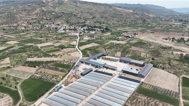 復旦大学记录中国团队见证天水麻辣烫爆红背后辣味赢家。图为甘谷县安远镇漫山遍野种着辣椒。（復旦大学新闻学院「记录中国」团队）