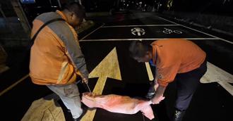 跳車了！驚見有動物橫躺路中 竟是半隻「生豬肉」