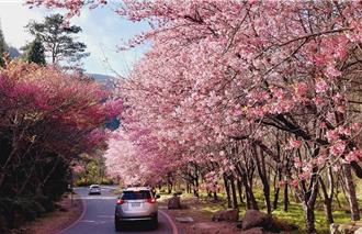 招攬遊客賞武陵農場櫻花季 偽變造資料申請通行證慘了