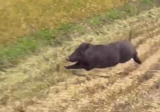 誰家的山豬？亂竄芋頭田見人就躲 里長籲主人出面帶回