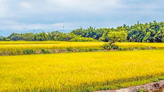 竹县 营养午餐加10元 每周2次有机米