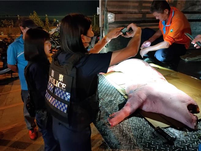 员林市公所清洁队发现一块处理好的猪肉掉在地上，因担心影响交通安全，赶紧移至清洁队内，并通报警方到场协助，通知失主领回，结束这场生猪肉逃跑记。（员林市清洁队提供／叶静美彰化传真）